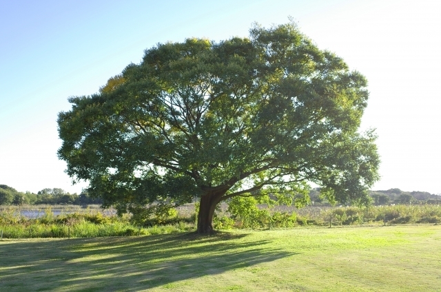 樹木の写真　