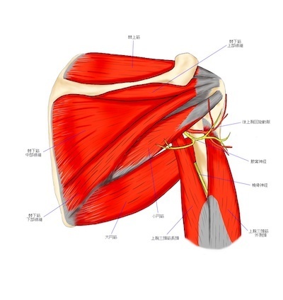 肩関節の周りの筋肉のイラスト