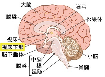 脳の断面図で視床下部を説明したイラスト